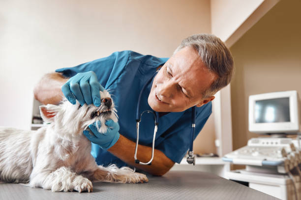 Best Emergency Dental Care for Broken or Chipped Teeth in Pigeon Forge, TN